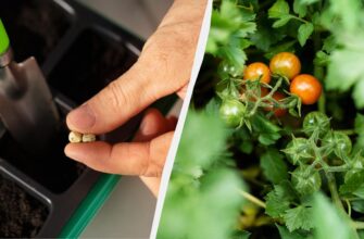 Паростки з’являться вже на третій день: як швидко проростити насіння томатів