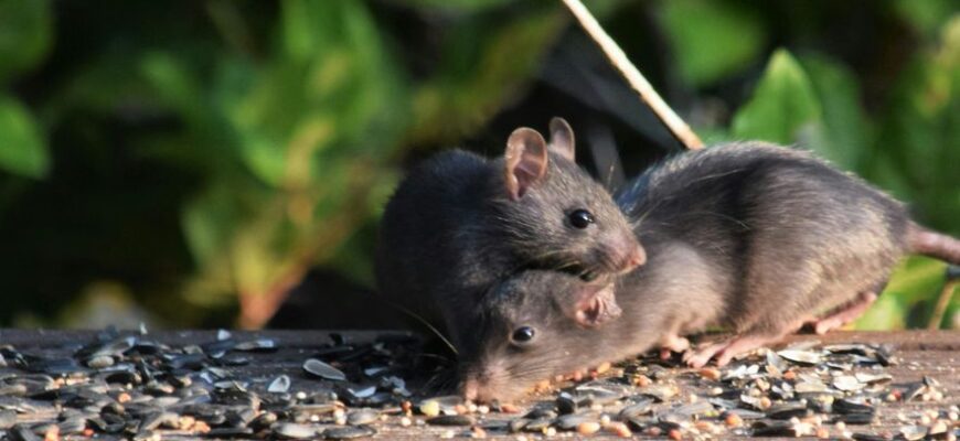 Це працює краще за отруту: народні засоби, яких бояться щури Це працює краще за отруту: народні засоби, яких бояться щури