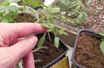 Додаю всього 1 інгредієнт у воду для поливу: “витягнута” розсада перетворюється на міцні дубки