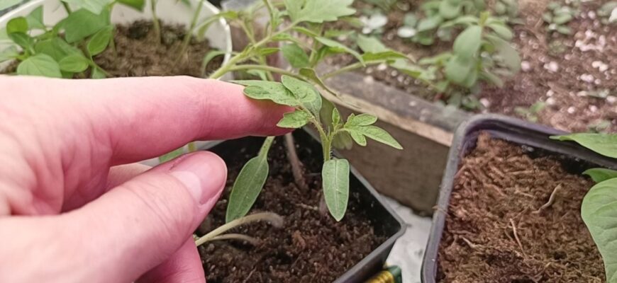 Додаю всього 1 інгредієнт у воду для поливу: “витягнута” розсада перетворюється на міцні дубки