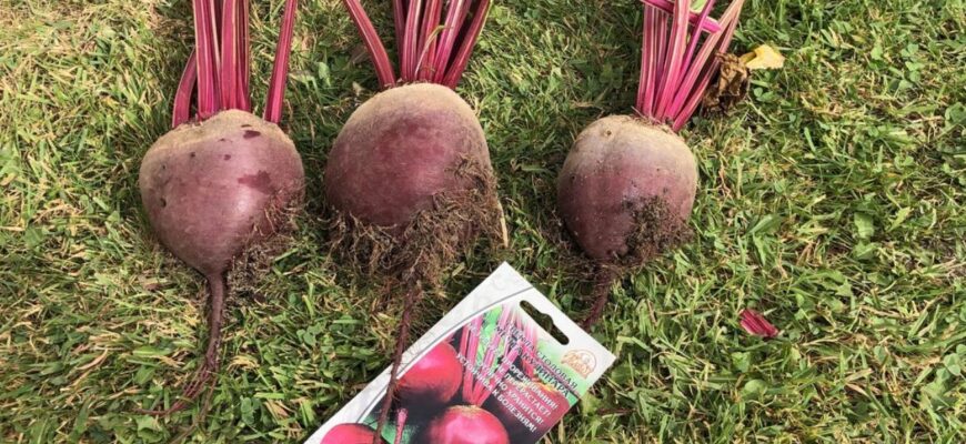 Перед посадкою буряка роблю 1 дію з насінням: не замочування, але сходи з’являються значно швидше Перед посадкою буряка роблю 1 дію з насінням: не замочування, але сходи з’являються значно швидше