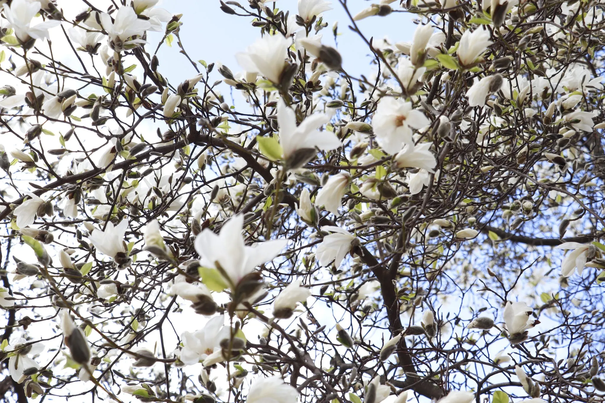Цвітіння магнолій у Мукачеві / фото Мукачівської міської ради Цвітіння магнолій у Мукачеві / фото Мукачівської міської ради