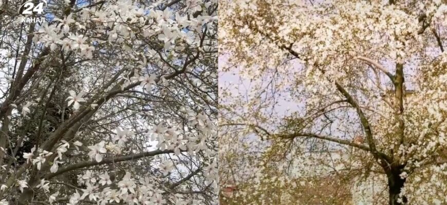 Цвітіння магнолій вже стартувало: де на Закарпатті можна побачити цю красу Цвітіння магнолій вже стартувало: де на Закарпатті можна побачити цю красу