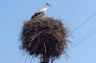 До +17. Завтра в Україні буде тепло і комфортно, – Наталка Діденко