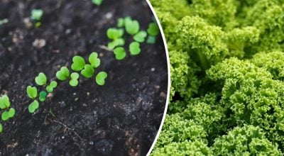 Ранні посіви – що можна сіяти у відкритий ґрунт вже у березні Ранні посіви – що можна сіяти у відкритий ґрунт вже у березні