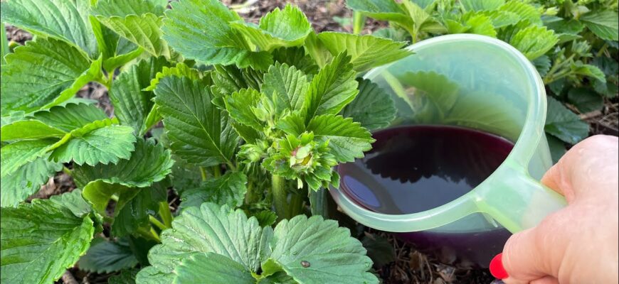 Вічно забуваю, як “підштовхнути” полуницю до росту – та під рукою завжди є 1 шпаргалка моєї бабусі-садівниці Вічно забуваю, як “підштовхнути” полуницю до росту – та під рукою завжди є 1 шпаргалка моєї бабусі-садівниці