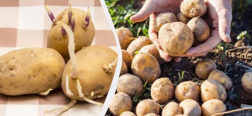 Як пророщувати картоплю перед посадкою – на світлі чи в темряві: яка краще росте Як пророщувати картоплю перед посадкою – на світлі чи в темряві: яка краще росте