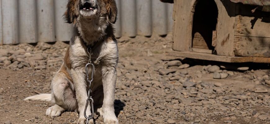 Не всі власники це знають: як утримувати собак на прив'язі, щоб не порушувати закон Не всі власники це знають: як утримувати собак на прив'язі, щоб не порушувати закон