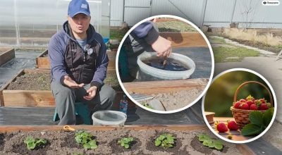 Весною під кожен кущ: чим підживити полуницю для солодких та великих ягід Весною під кожен кущ: чим підживити полуницю для солодких та великих ягід