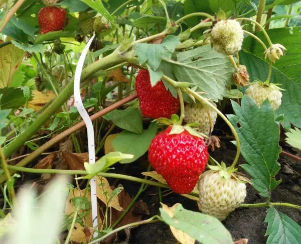 Виделки оберігають рослини від шкідників / Фото Pinterest Виделки оберігають рослини від шкідників / Фото Pinterest