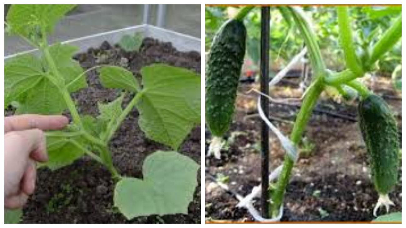 Городники назвали врожайний та стійкий до хвороб сорт огірків. Фото: скриншот з відео