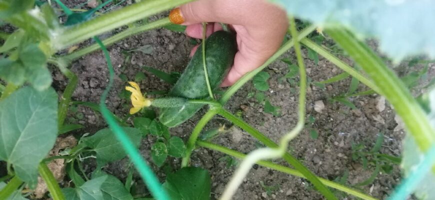 До 15 кілограмів з одного куща дає цей сорт огірків: ніякої борошнистої роси навіть у дощове літо До 15 кілограмів з одного куща дає цей сорт огірків: ніякої борошнистої роси навіть у дощове літо