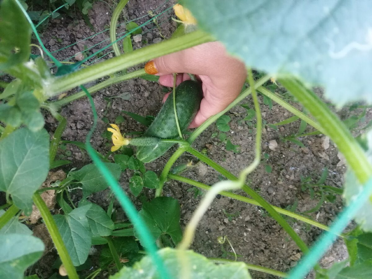 Городники назвали врожайний та стійкий до хвороб сорт огірків