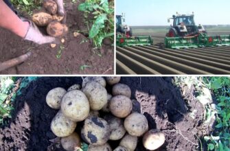 Які рослини категорично не варто садити біля картоплі: найгірші сусіди на ділянці