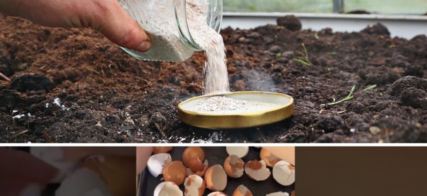 Потужніше мінеральних добрив і гною: підживлюю землю просто по снігу вже у березні 2026 Потужніше мінеральних добрив і гною: підживлюю землю просто по снігу вже у березні 2026