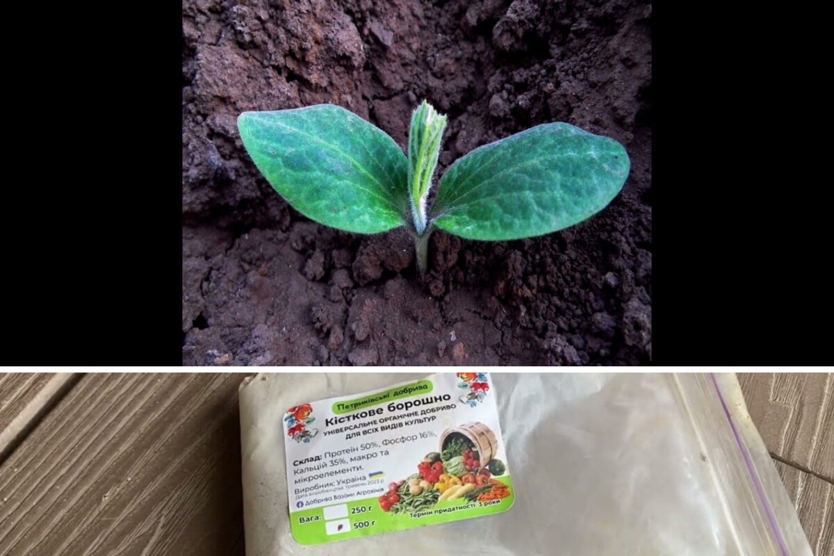 Ідеальне добриво для городу навесні