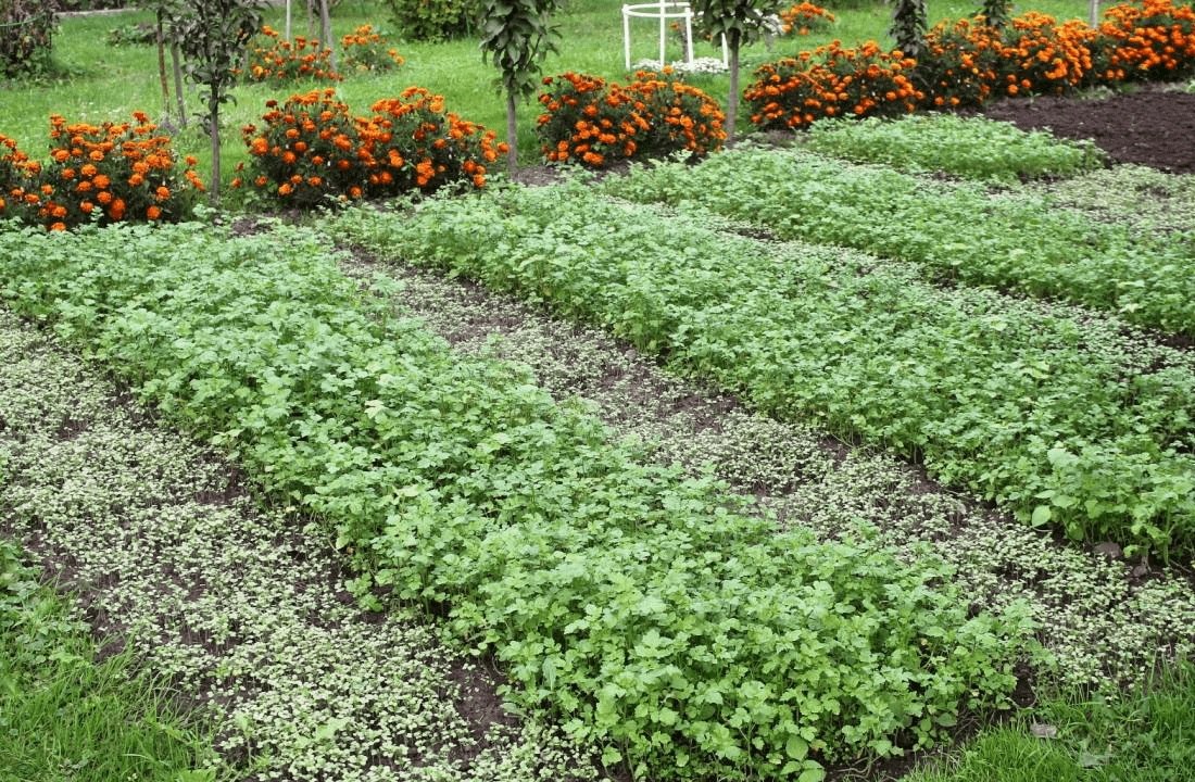 Експерти порадили гуманний спосіб, який допоможе очистити ділянку від мишей і щурів — порада