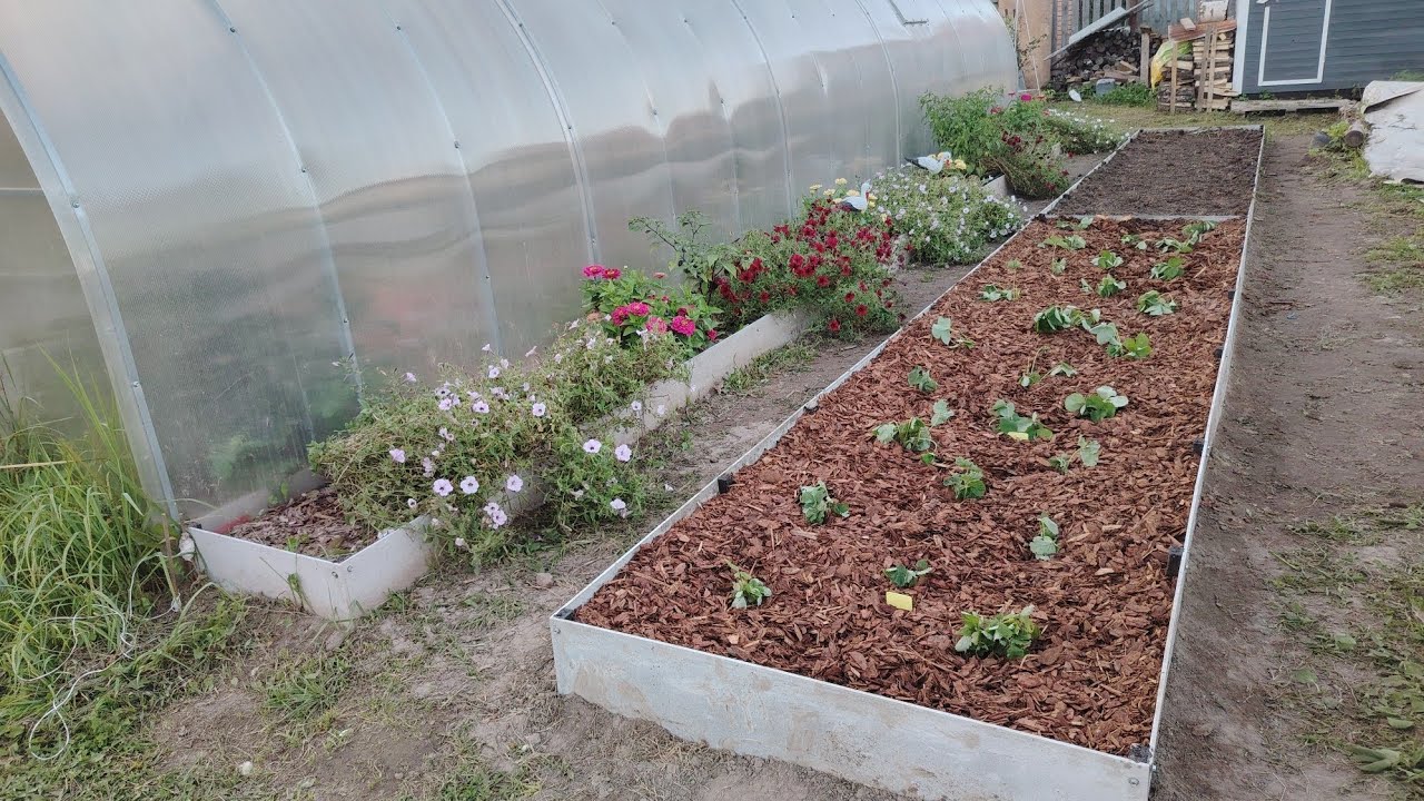 Експерти порадили простий спосіб використання старих колготок на грядці з користю