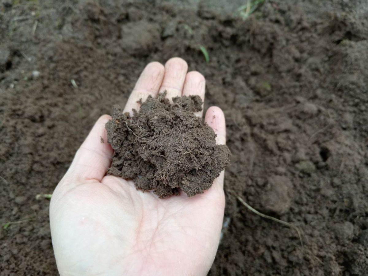 Городники порадили, яке підживлення найкраще вносити у ґрунт для покращення його родючості