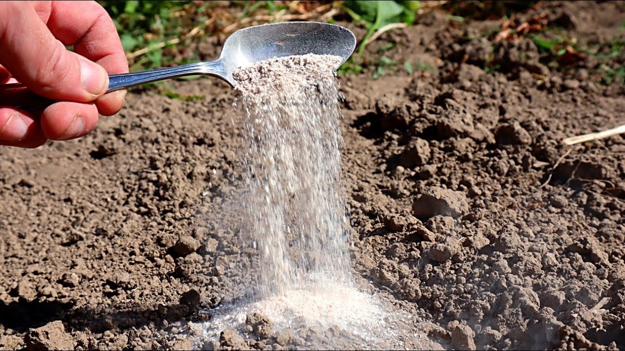 Експерти розповіли, як правильно вносити добрива у березні