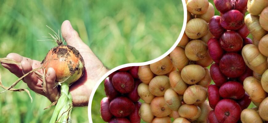 Сода, дріжджі, сіль. І це не про кулінарію, а про город: 3 секрети з кухні для успішного вирощування цибулі Сода, дріжджі, сіль. І це не про кулінарію, а про город: 3 секрети з кухні для успішного вирощування цибулі