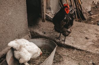 Щовесни влаштовую своїм курям справжній спа-салон: виглядають так, ніби щойно повернулися з курячого курорту