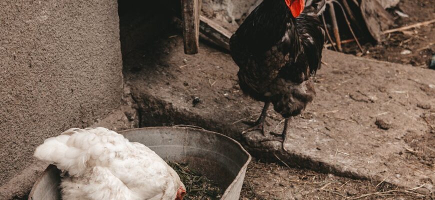 Щовесни влаштовую своїм курям справжній спа-салон: виглядають так, ніби щойно повернулися з курячого курорту Щовесни влаштовую своїм курям справжній спа-салон: виглядають так, ніби щойно повернулися з курячого курорту