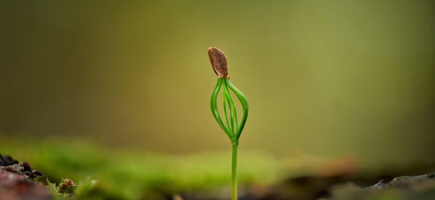 Тепер знаю маленький секрет городників: 2 кухонні інгредієнти допомагають насінню прокинутися і дружно зійти Тепер знаю маленький секрет городників: 2 кухонні інгредієнти допомагають насінню прокинутися і дружно зійти