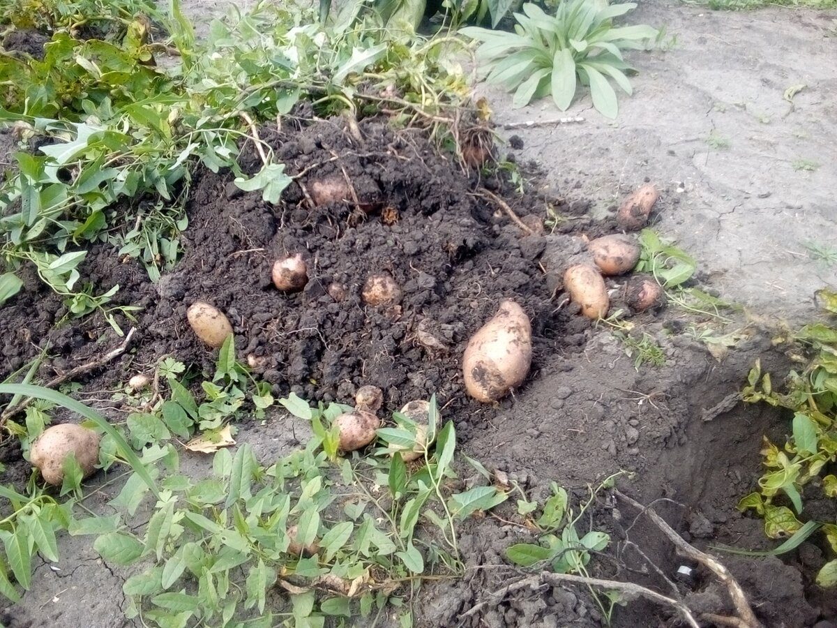 Експерти порадили, яке добриво кинути в лунку, аби воно покращило врожайність картоплі