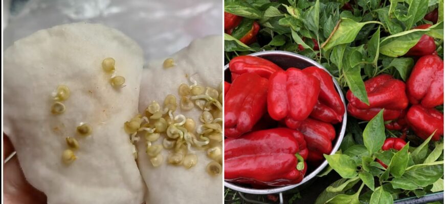 Кума кричала, що я брехуха, бо неможливо проростити перець за 3 дні. Хто як, а я змогла – “схема” працює Кума кричала, що я брехуха, бо неможливо проростити перець за 3 дні. Хто як, а я змогла – “схема” працює