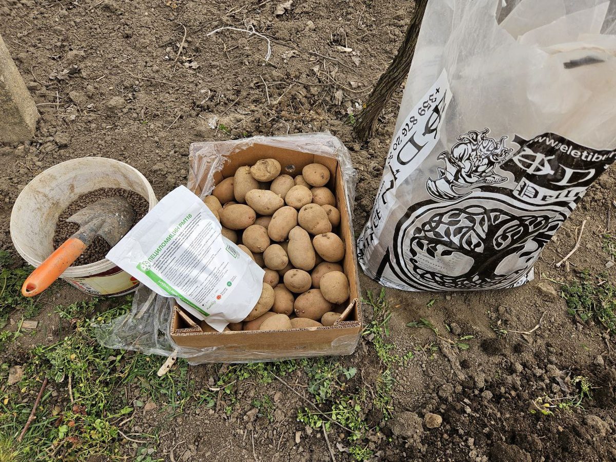 Експерти порадили, яке добриво кинути в лунку, аби воно покращило врожайність картоплі