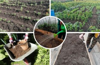 2 березня – що робити на городі та в саду: місячний посівний календар на понеділок 02.03