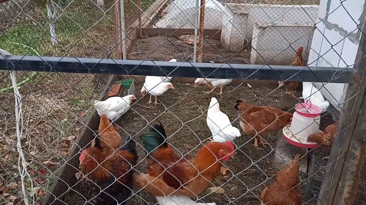 Господарі розповіли, чим годувати курей, щоб вони несли багато яєць