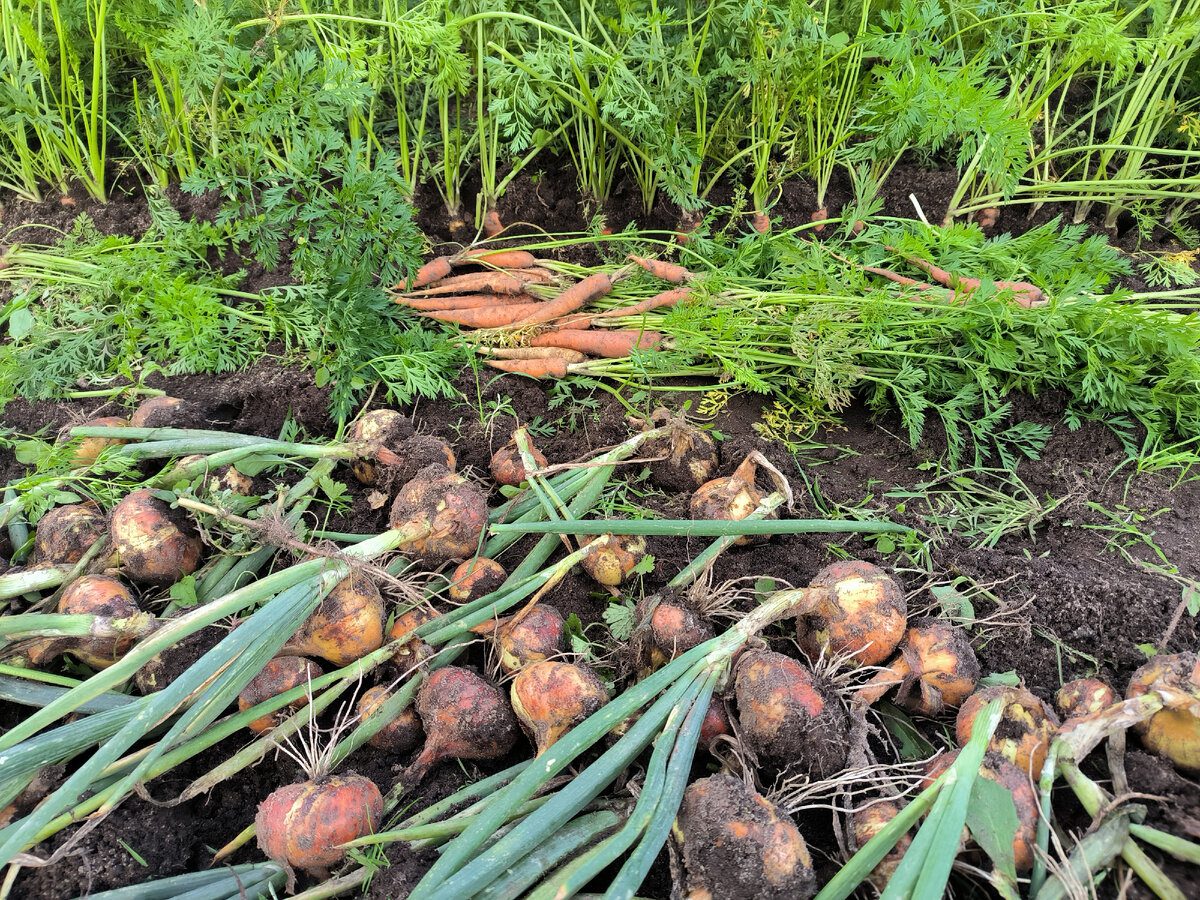 Городники розповіли, який сорт цибулі обрати для вирощування на власній грядці — висока врожайність