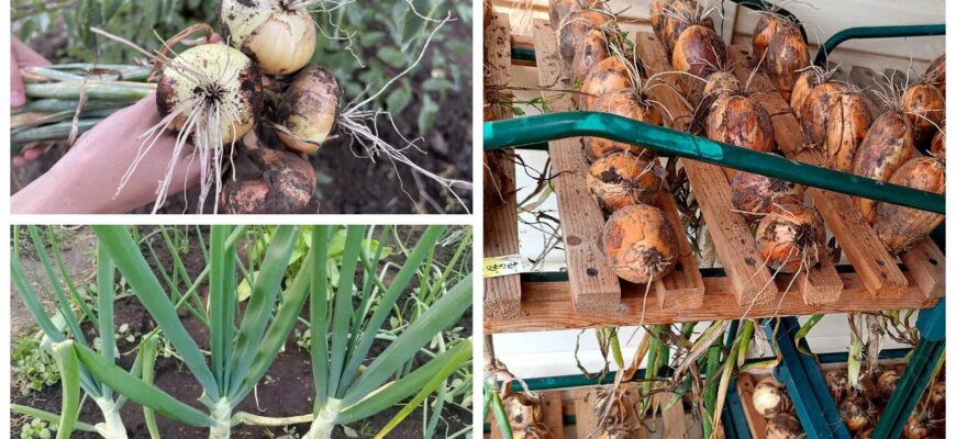 Сорт цибулі, яка не стрілкується і “вимахує” до 500 грамів: найкращий вибір для посадки холодним березнем Сорт цибулі, яка не стрілкується і “вимахує” до 500 грамів: найкращий вибір для посадки холодним березнем