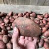 Картопля виросла дрібна, а Беллароза он яка велика – городники розкрили секрет