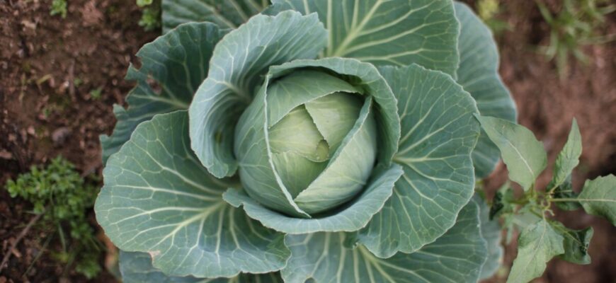 Вирощую молоду капусту за старим рецептом свого 67-річного діда-агронома Вирощую молоду капусту за старим рецептом свого 67-річного діда-агронома