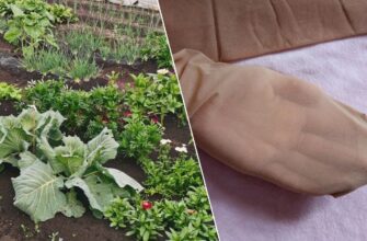 Трюк на 10 з 10! Не сміття, а золото: як звичайні колготки зроблять ваш врожай рекордним!