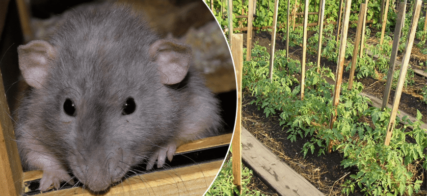 Повилітають як ошпарені: народний метод від мишей і щурів, який працює гуманно, але безвідмовно Повилітають як ошпарені: народний метод від мишей і щурів, який працює гуманно, але безвідмовно