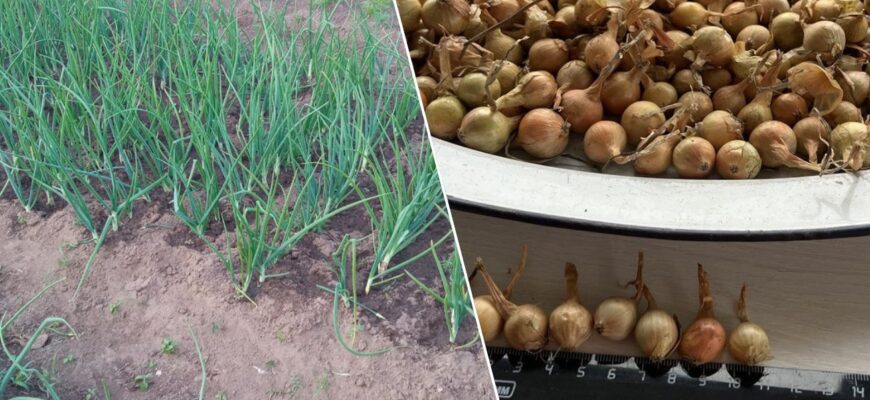 Забудьте про замочування: один простий рух від батька перед посадкою, і цибуля виросте розміром з кулак! Забудьте про замочування: один простий рух від батька перед посадкою, і цибуля виросте розміром з кулак!