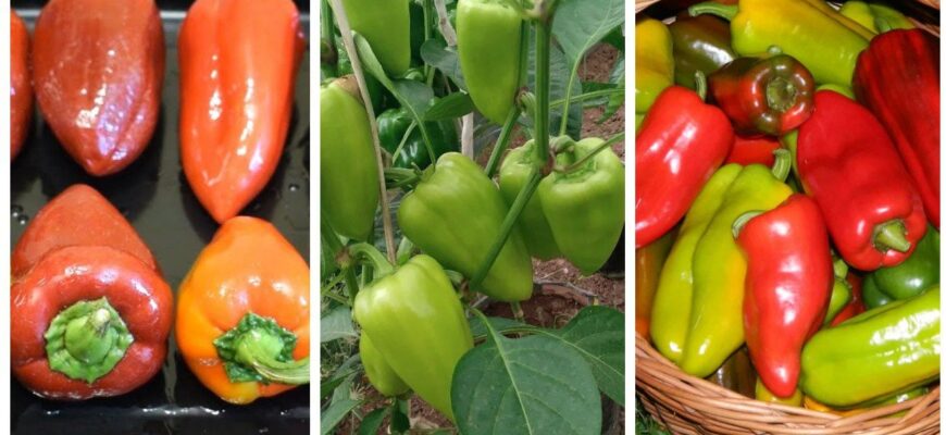 Болгарський перець — любитель спеки, але ці 3 сорти витримають навіть нічний мороз: українські рекордсмени Болгарський перець — любитель спеки, але ці 3 сорти витримають навіть нічний мороз: українські рекордсмени