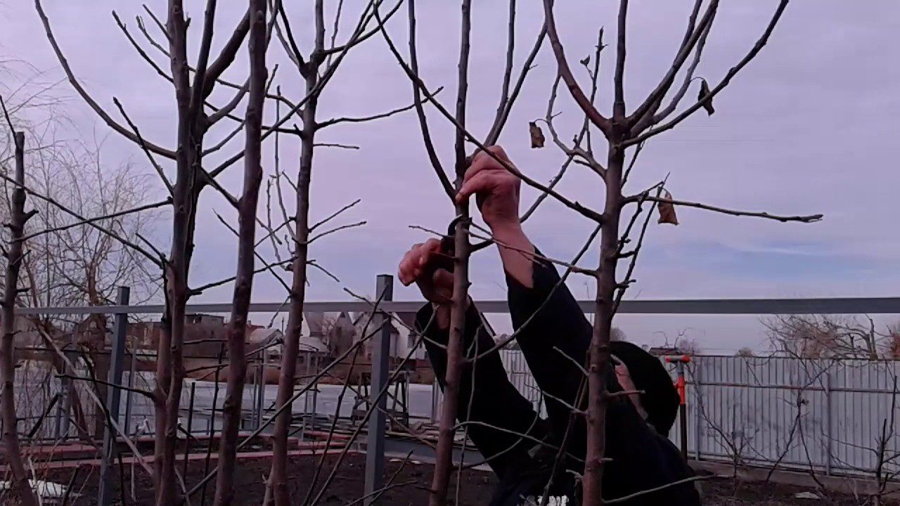 Садівники розповіли, як змусити яблуню плодоносити щороку