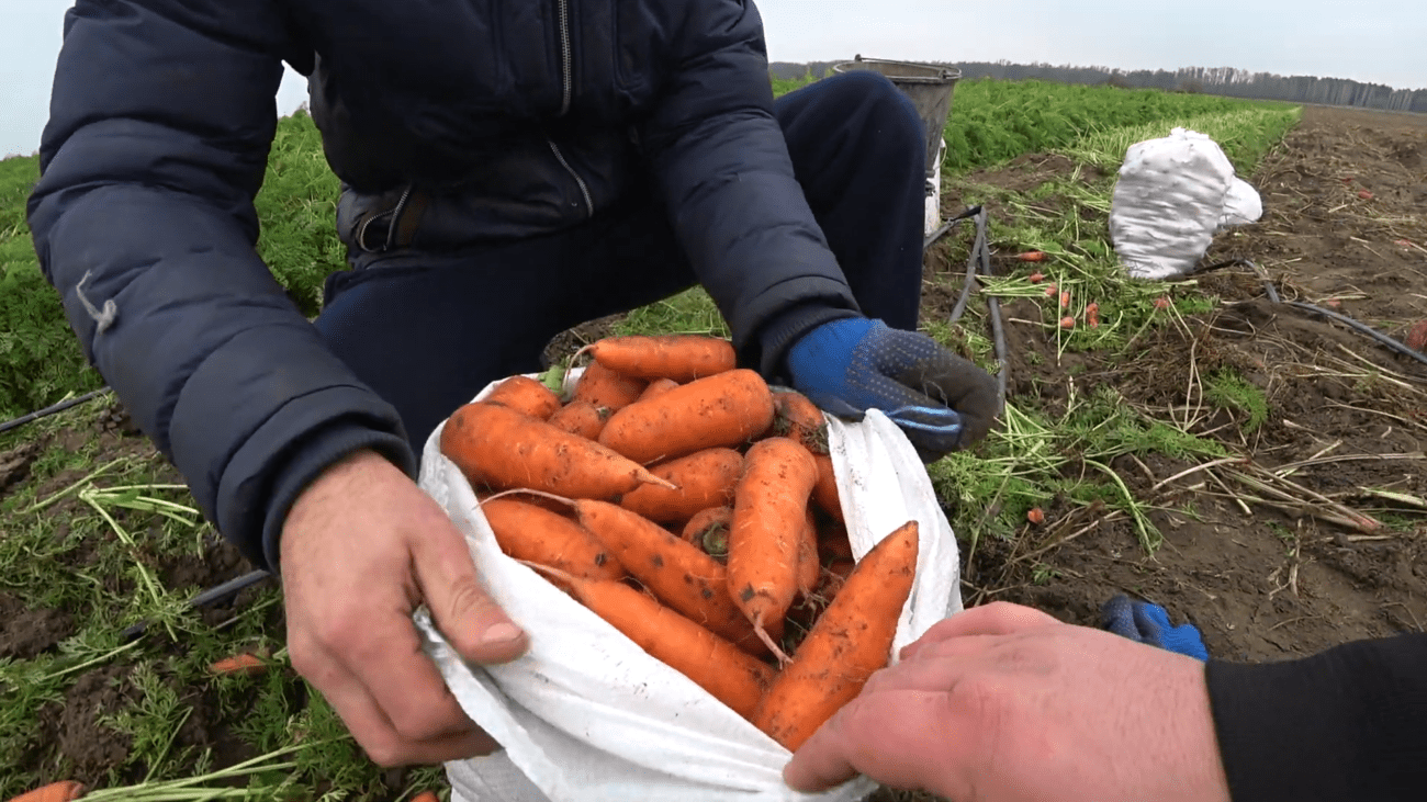 Городники порадили найурожайніші сорти моркви для вирощування на власній грядці. Фото: YouTube Агро -Фермер