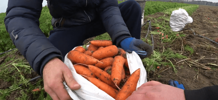 Точні терміни для посіву моркви 2026: потім проросте на 1-2-3, навіть якщо погода буде погана Точні терміни для посіву моркви 2026: потім проросте на 1-2-3, навіть якщо погода буде погана