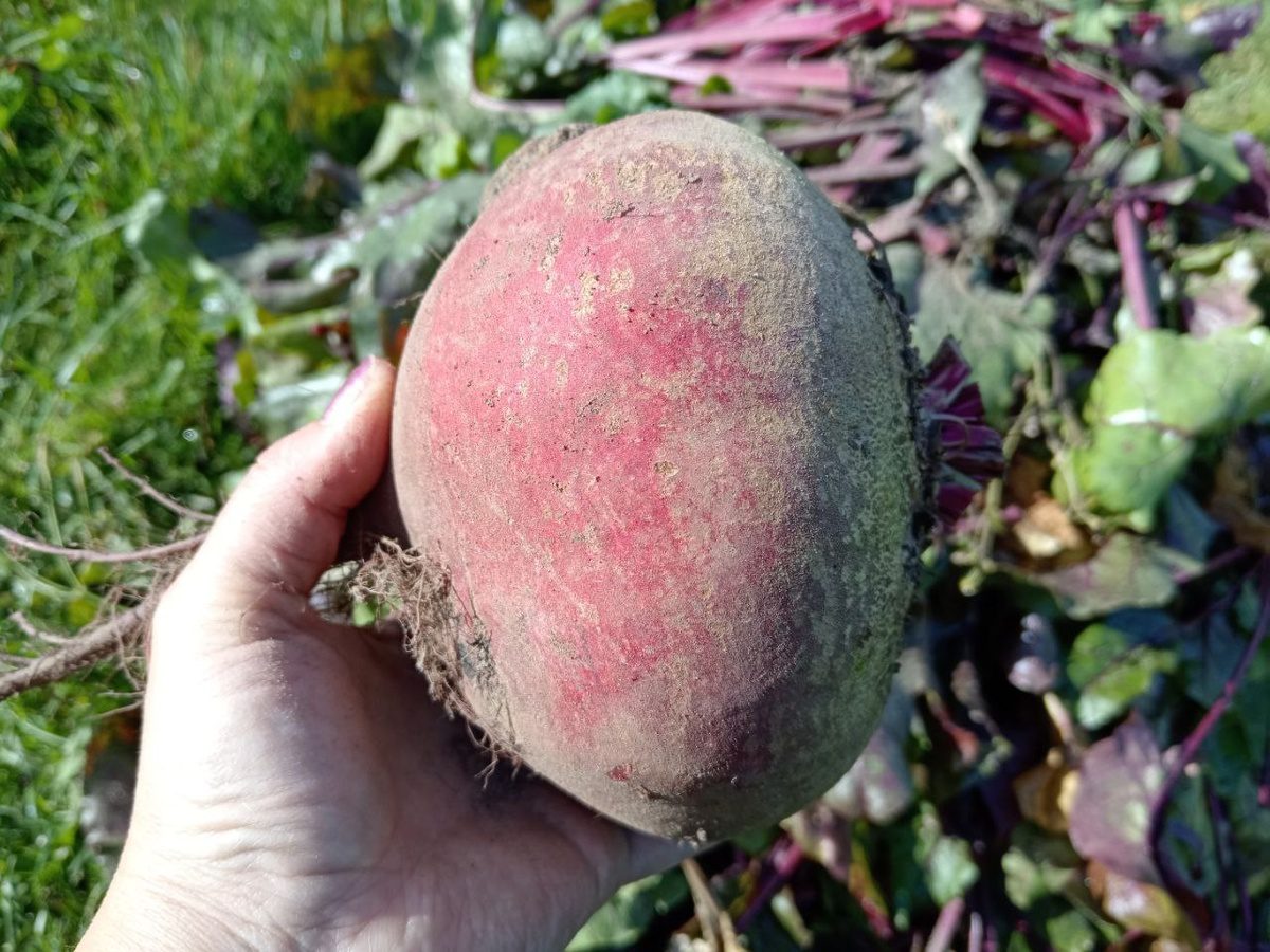 Городники порадили, який сорт буряка обрати для вирощування на власній грядці — проста порада