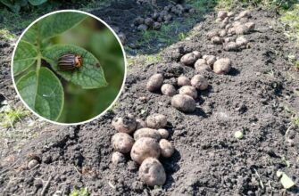 По 5 грамів у кожну лунку – і картопля росте без колорадського жука: ще й збираю по 10 відер з одного куща
