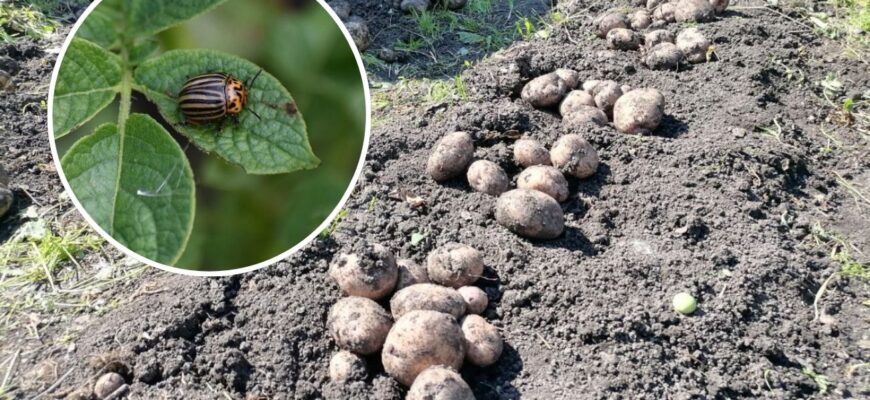 По 5 грамів у кожну лунку – і картопля росте без колорадського жука: ще й збираю по 10 відер з одного куща По 5 грамів у кожну лунку – і картопля росте без колорадського жука: ще й збираю по 10 відер з одного куща