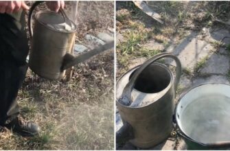 Шкідники втечуть як ошпарені: ось що варто полити окропом навесні на дачі, щоб на всі 100% захистити рослини