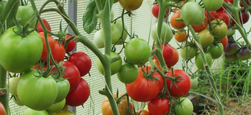 Додаю всього 2 “жменьки” в лунку – і томати ростуть як на підбір, усі неймовірно великі та солодкі Додаю всього 2 “жменьки” в лунку – і томати ростуть як на підбір, усі неймовірно великі та солодкі