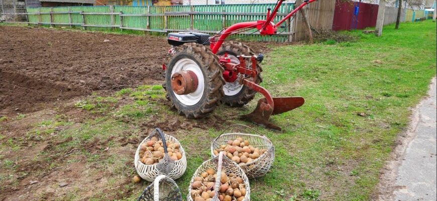 Уже 40 років саджаю картоплю лише в це 1 місце – росте як на дріжджах: ось де найурожайніший ґрунт